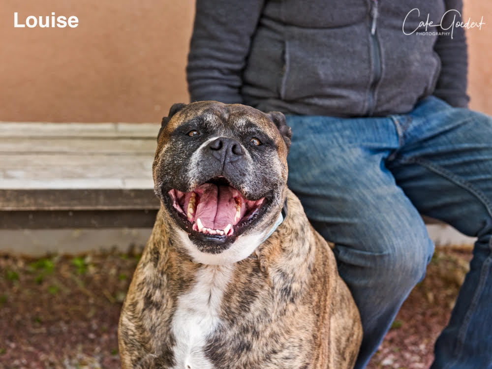 LOUISE, an adoptable Mixed Breed in Santa Fe, NM, 87507 | Photo Image 1