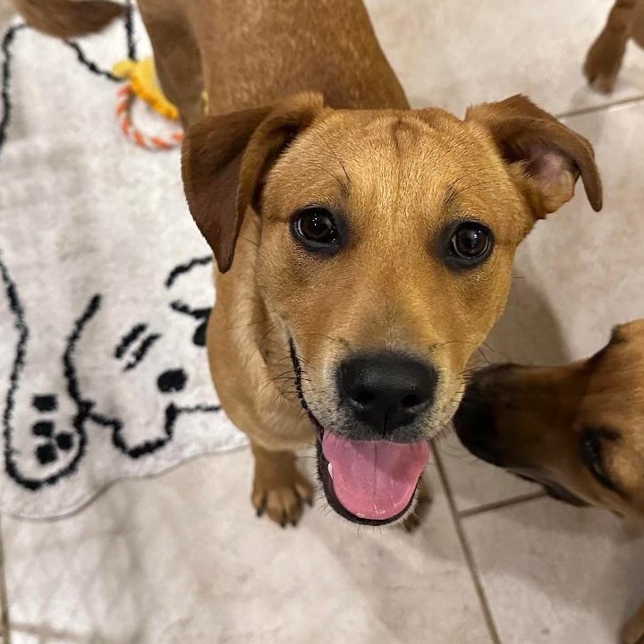 Ridgeback shepherd best sale lab mix