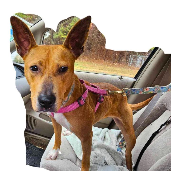 Dog for adoption Maeve a Rhodesian Ridgeback Carolina Dog