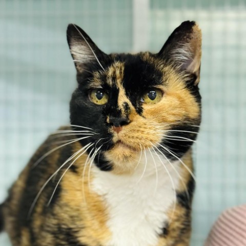 Patches, an adoptable Domestic Short Hair in Redwood Valley, CA, 95470 | Photo Image 1