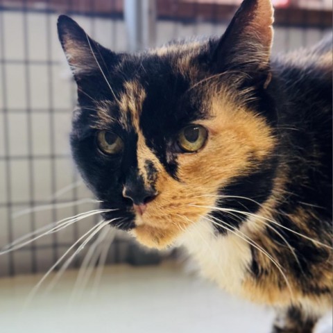 Patches, an adoptable Domestic Short Hair in Redwood Valley, CA, 95470 | Photo Image 2