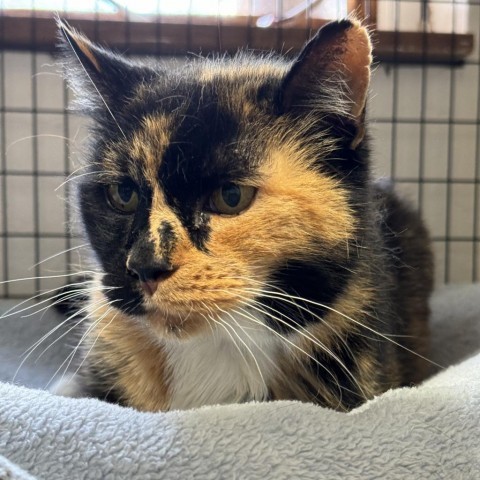 Patches, an adoptable Domestic Short Hair in Redwood Valley, CA, 95470 | Photo Image 3