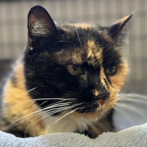 Patches, an adoptable Domestic Short Hair in Redwood Valley, CA, 95470 | Photo Image 4