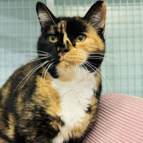 Patches, an adoptable Domestic Short Hair in Redwood Valley, CA, 95470 | Photo Image 5