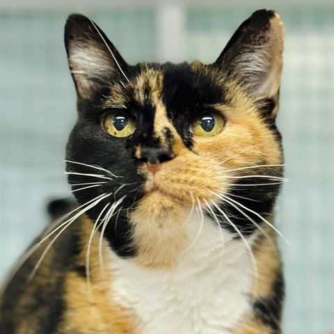 Patches, an adoptable Domestic Short Hair in Redwood Valley, CA, 95470 | Photo Image 6