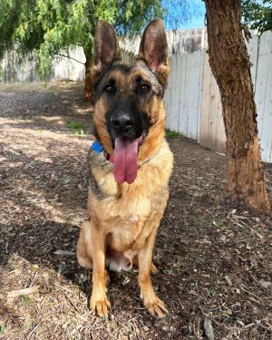 K9 german hot sale shepherd rescue