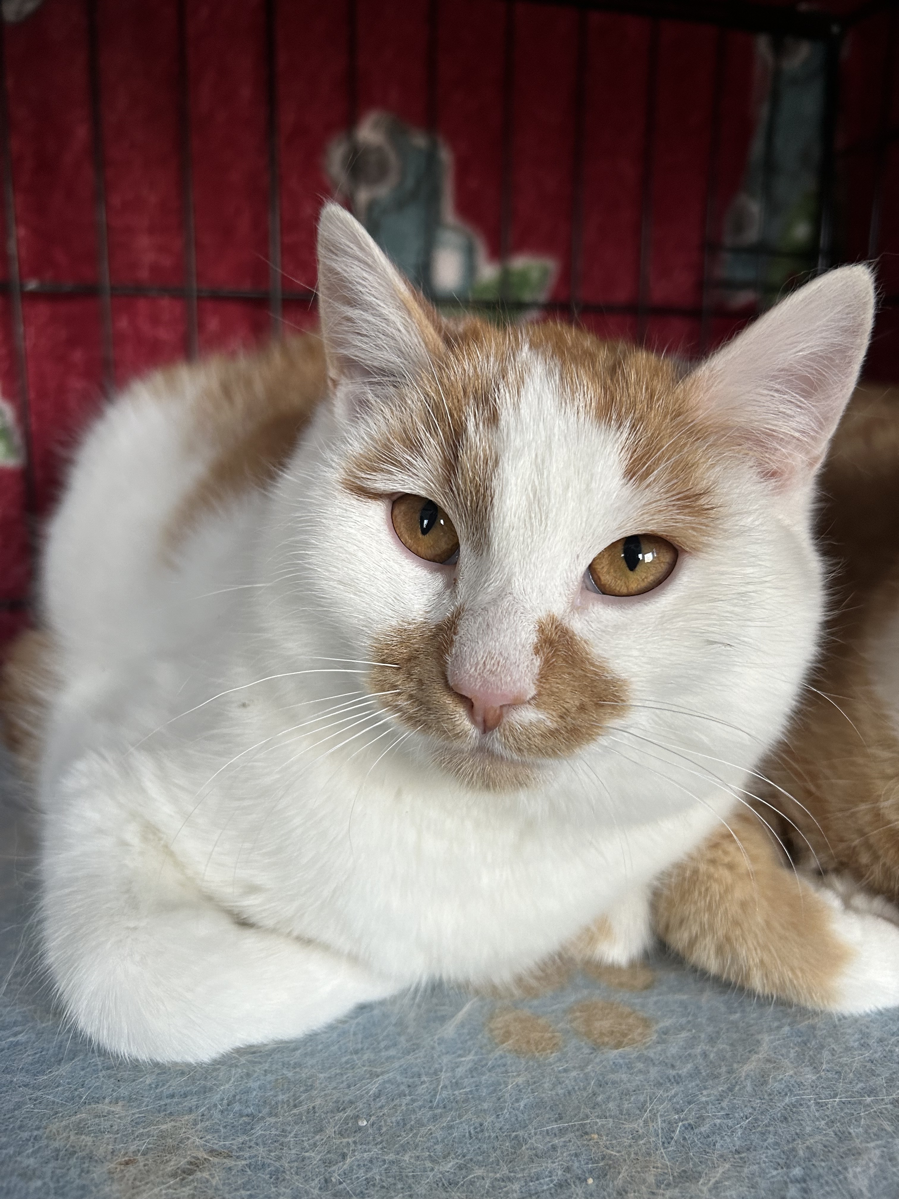 Suntan, an adoptable Domestic Short Hair in Steinbach, MB, R5G 2B2 | Photo Image 1