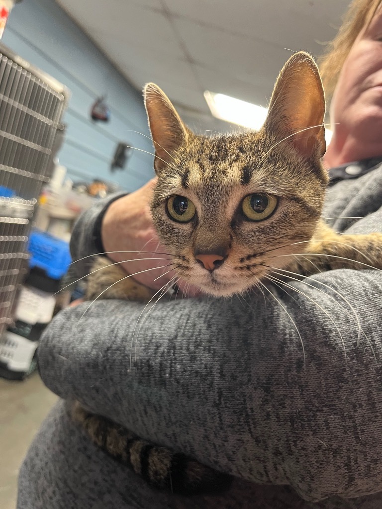 J83, an adoptable Domestic Short Hair in Mullins, SC, 29574 | Photo Image 1