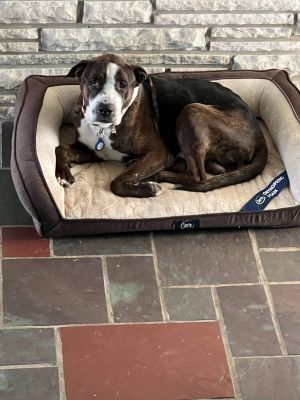 Williamstown home best sale dog bed