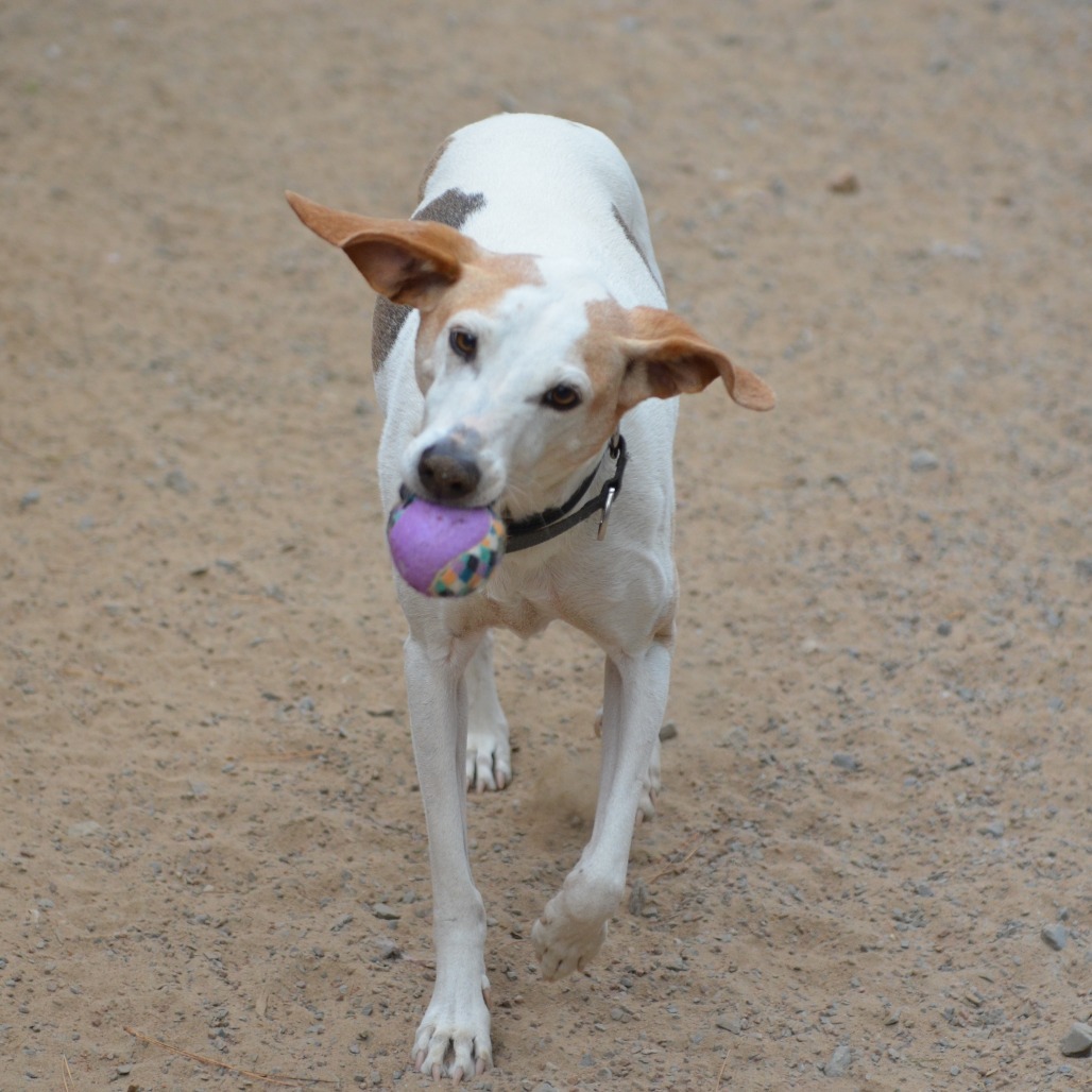 Danny, an adoptable Mixed Breed in Glenfield, NY, 13343 | Photo Image 1
