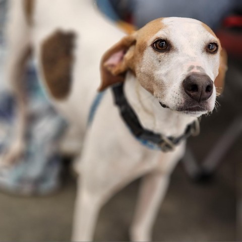 Danny, an adoptable Mixed Breed in Glenfield, NY, 13343 | Photo Image 2