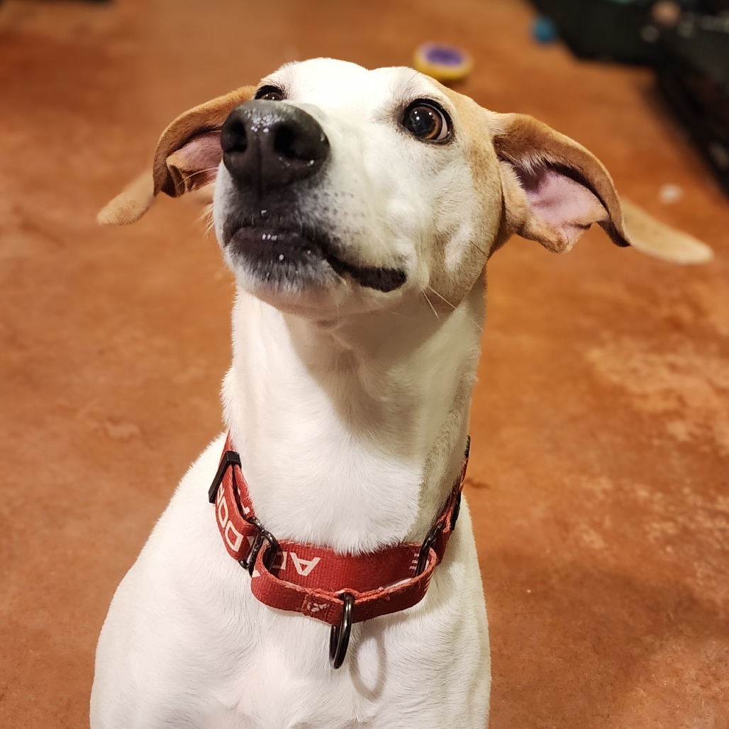 Danny, an adoptable Mixed Breed in Glenfield, NY, 13343 | Photo Image 3