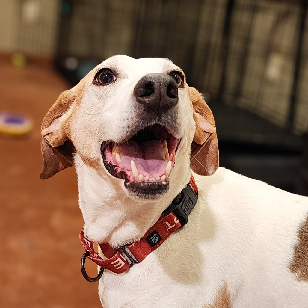 Danny, an adoptable Mixed Breed in Glenfield, NY, 13343 | Photo Image 4