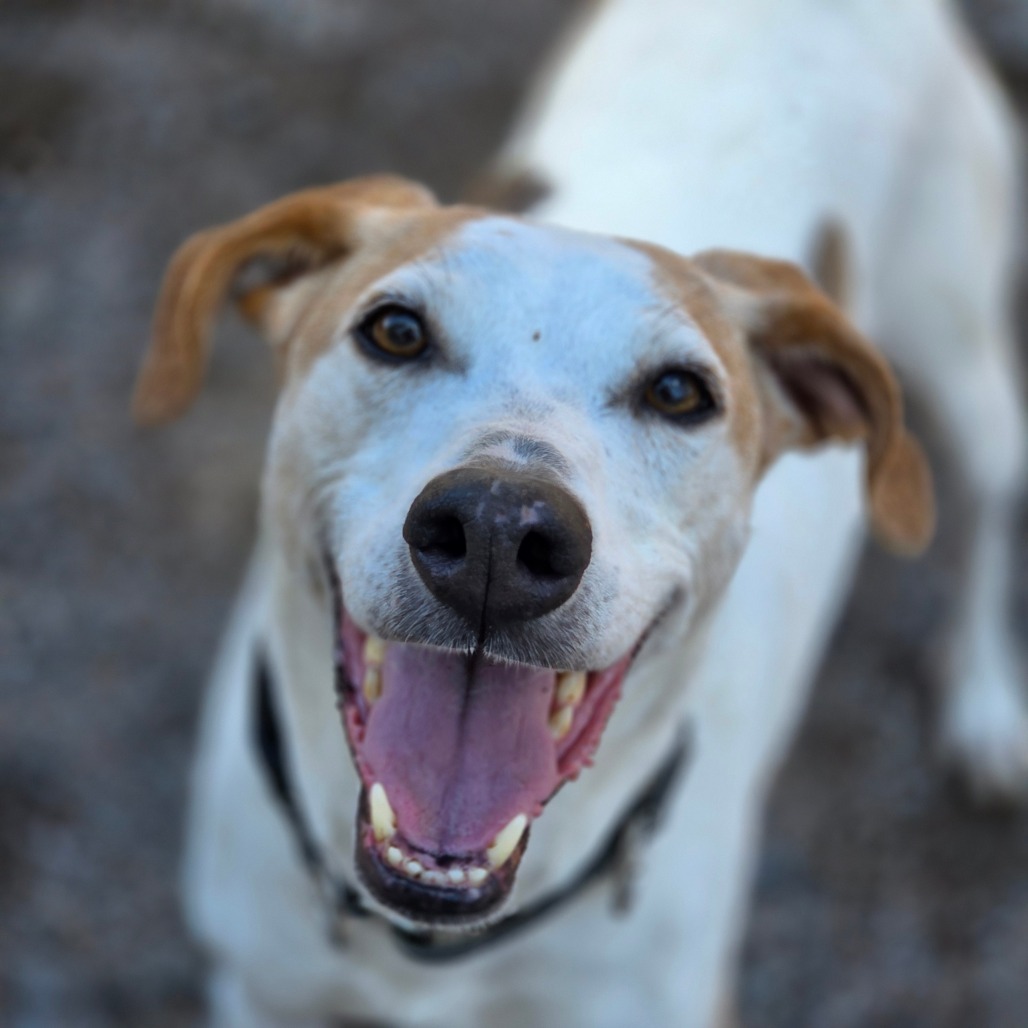 Danny, an adoptable Mixed Breed in Glenfield, NY, 13343 | Photo Image 4