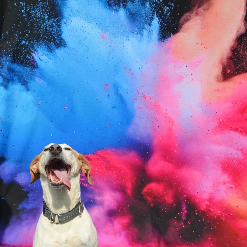 Danny, an adoptable Mixed Breed in Glenfield, NY, 13343 | Photo Image 5