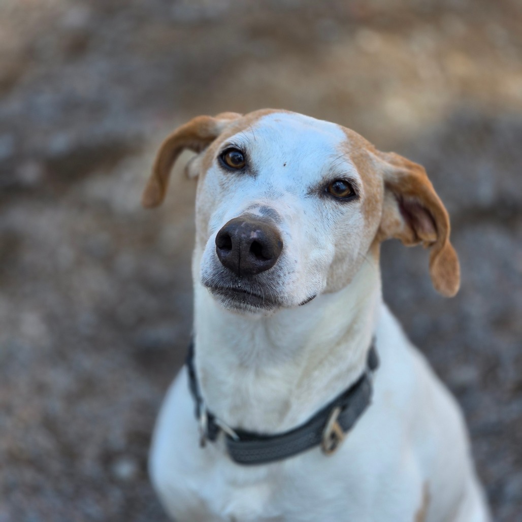 Danny, an adoptable Mixed Breed in Glenfield, NY, 13343 | Photo Image 6