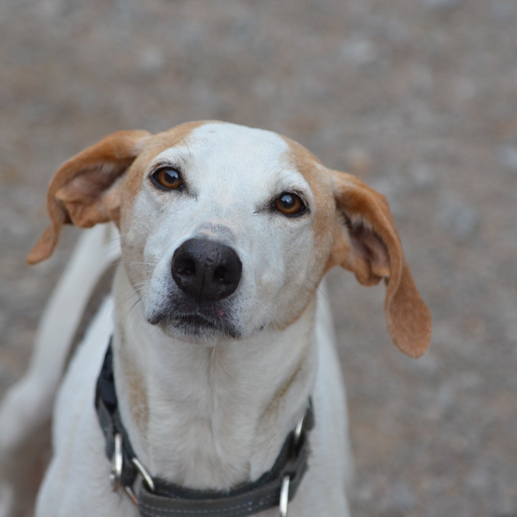 Danny, an adoptable Mixed Breed in Glenfield, NY, 13343 | Photo Image 6
