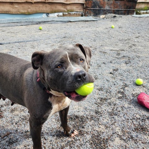 Sunshine, an adoptable Mixed Breed in Glenfield, NY, 13343 | Photo Image 3