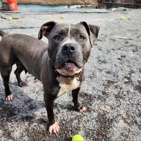 Sunshine, an adoptable Mixed Breed in Glenfield, NY, 13343 | Photo Image 4