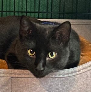 LOVES TO JUMP IN BATH TUB DOB 5123 Hey there everyone Im Shadow a very sweet initially shy p