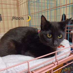LOVELY LAP KITTY DOB 5123 Hey there everyone Im Moon a very sweet friendly approachable pla