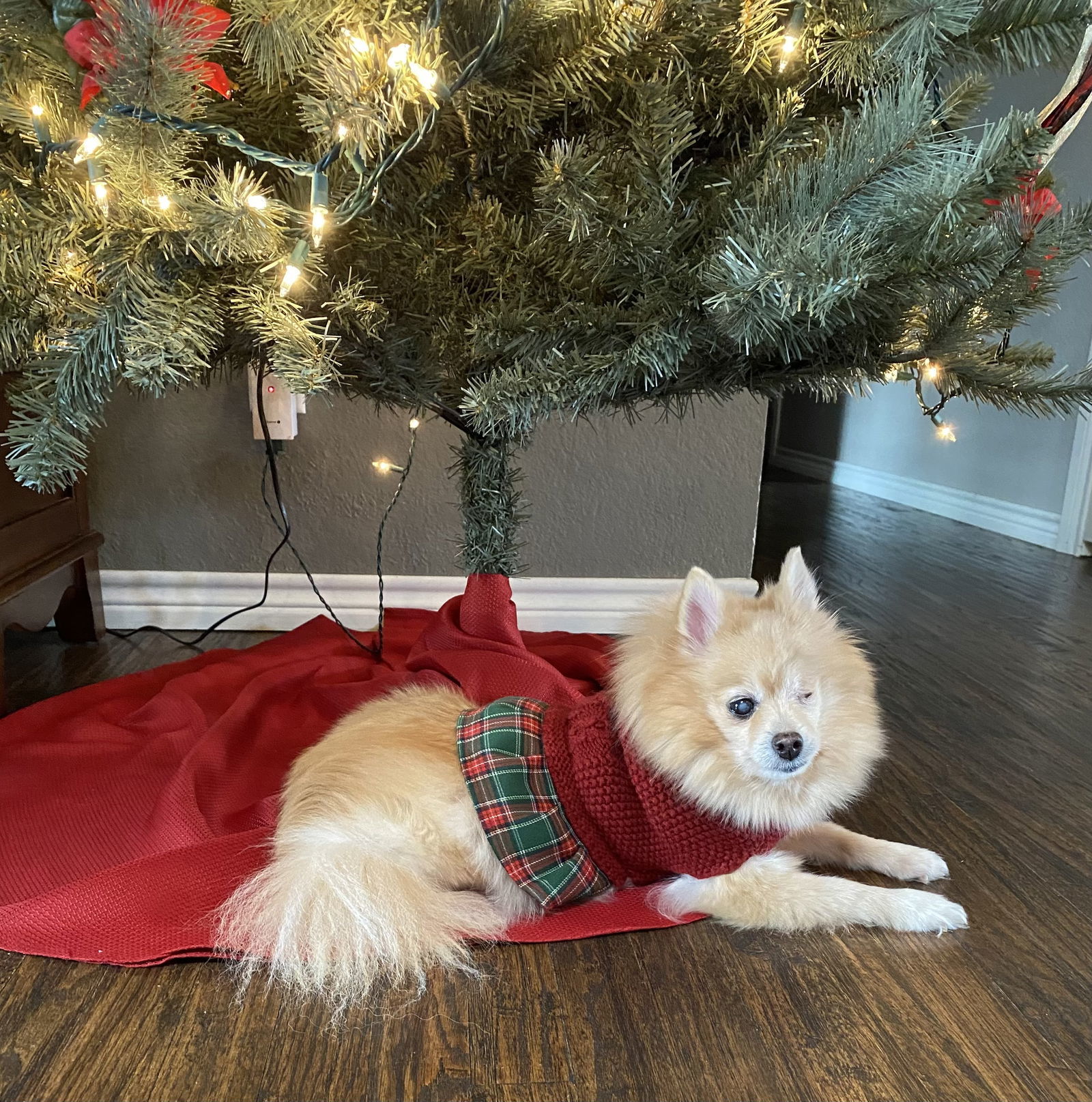 Daisy, an adoptable Pomeranian in Garland, TX, 75040 | Photo Image 1