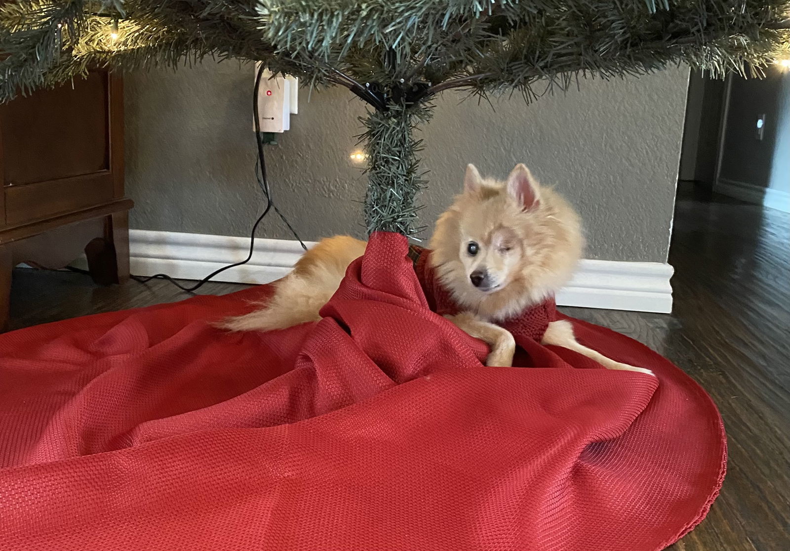 Daisy, an adoptable Pomeranian in Garland, TX, 75040 | Photo Image 2