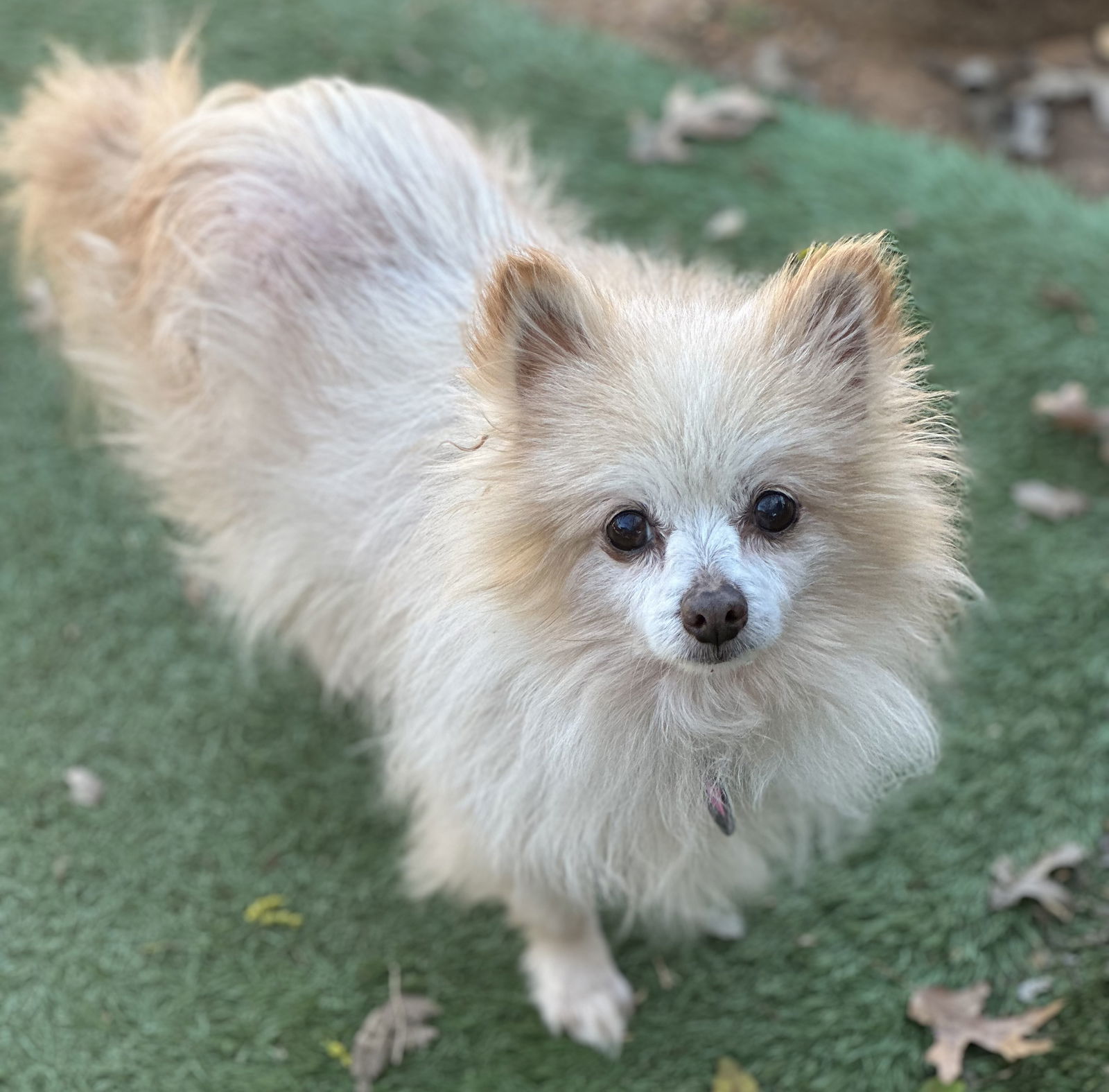 Willy, an adoptable Pomeranian in Garland, TX, 75040 | Photo Image 1