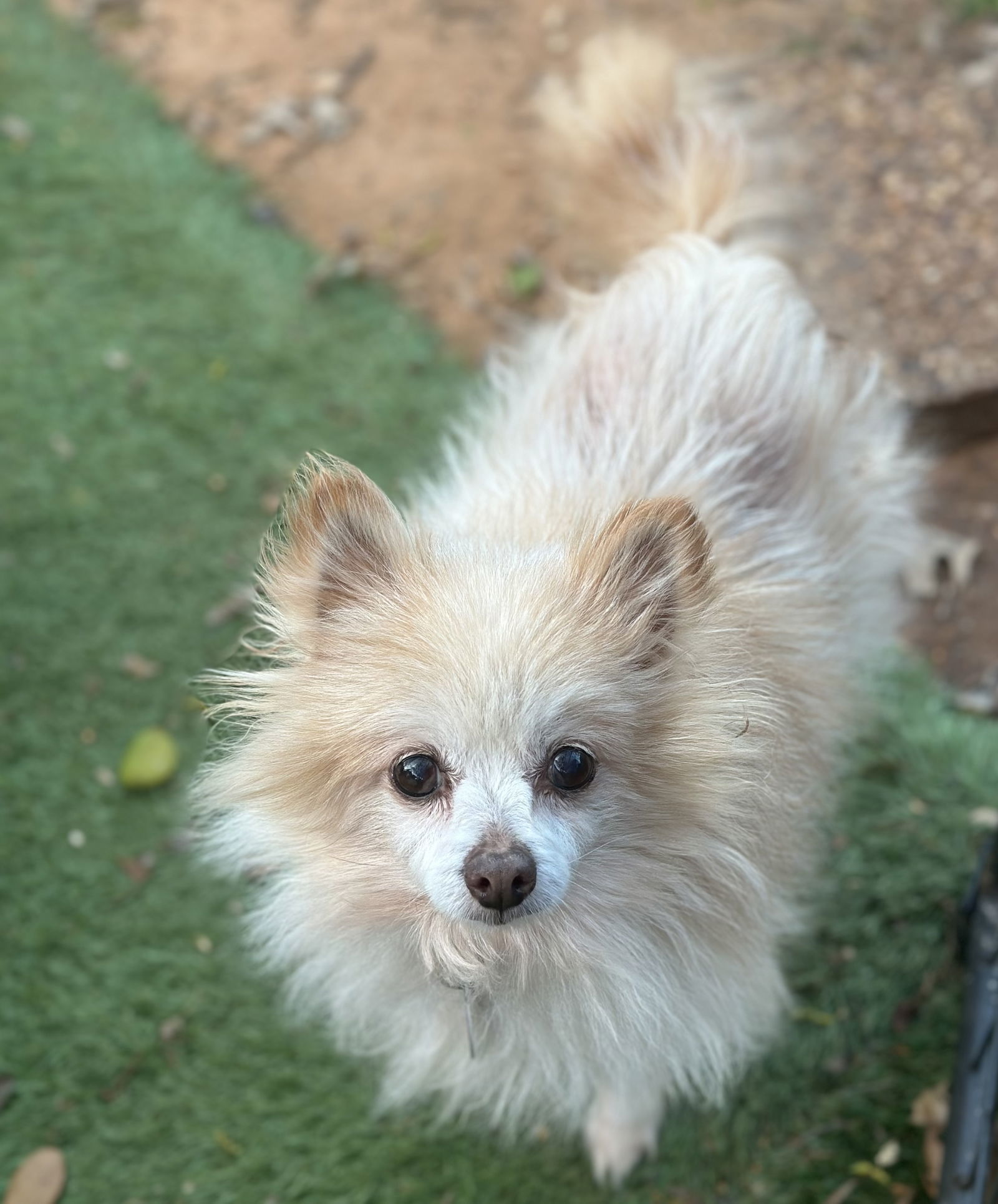 Willy, an adoptable Pomeranian in Garland, TX, 75040 | Photo Image 2