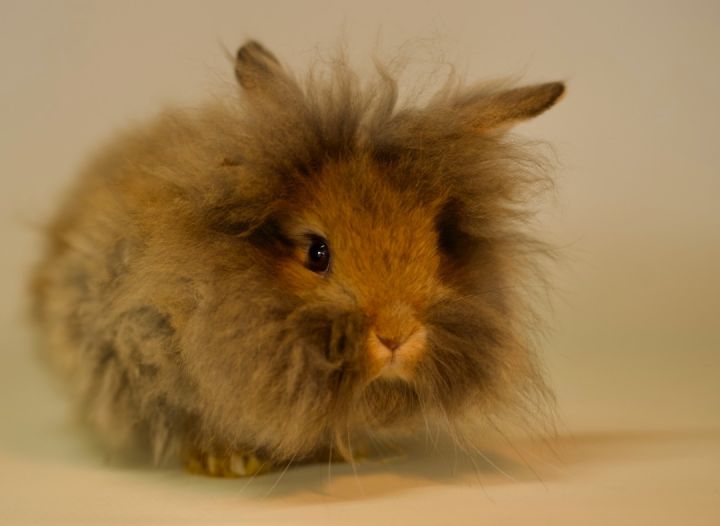 Chestnut best sale lionhead rabbit