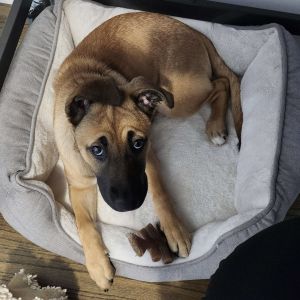 Karma - K Litter - AVAILABLE Pit Bull Terrier Dog