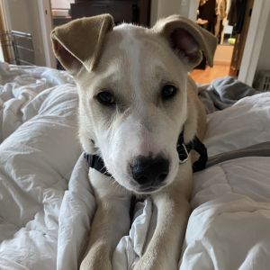 King - K Litter - AVAILABLE Pit Bull Terrier Dog