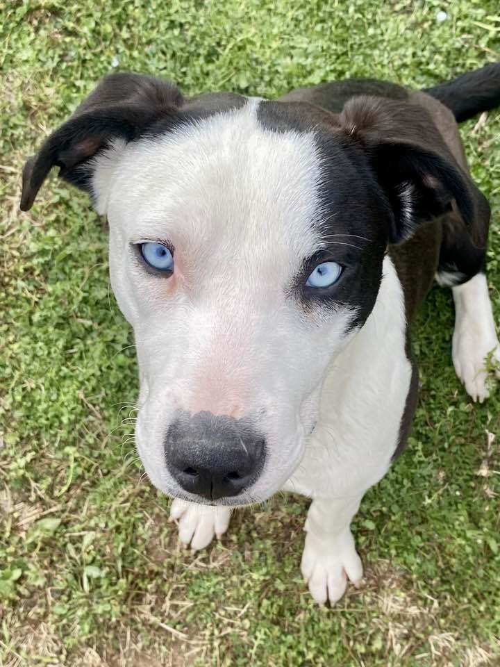 Bleu SC, an adoptable Mixed Breed in San Angelo, TX, 76905 | Photo Image 1