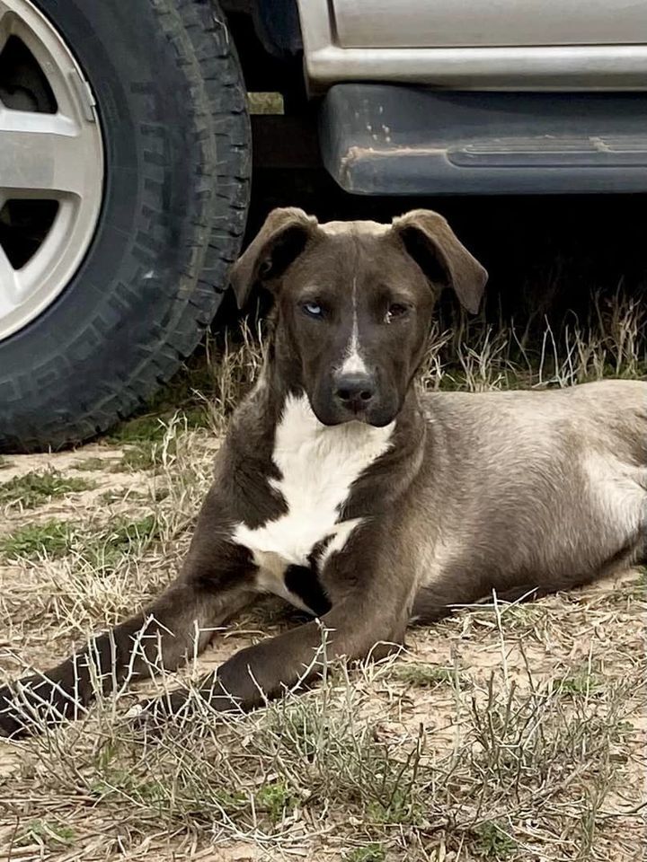 Sable SC, an adoptable Mixed Breed in San Angelo, TX, 76905 | Photo Image 2