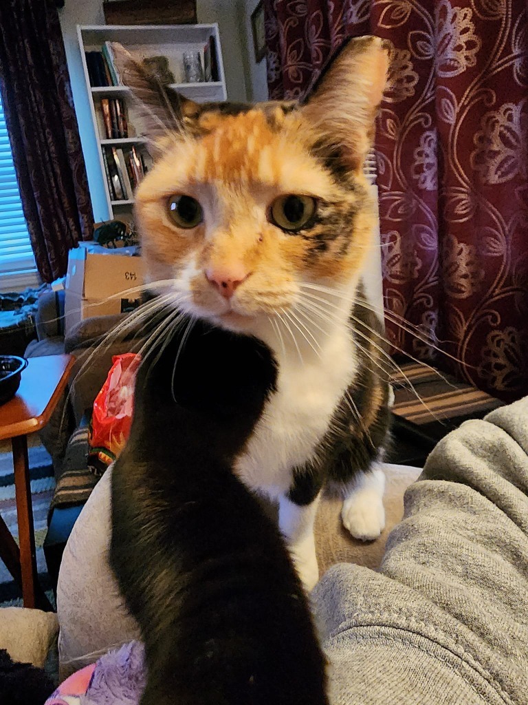 Sassie
