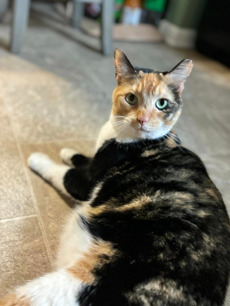 Sassie