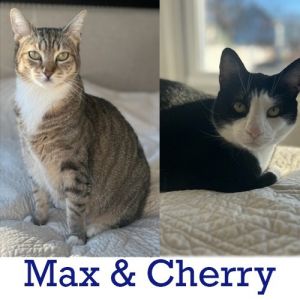 Max (and Cherry) Domestic Short Hair Cat
