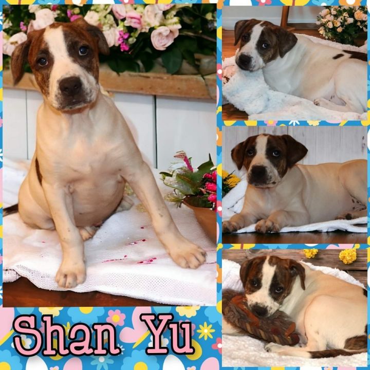 Shan Yu 4