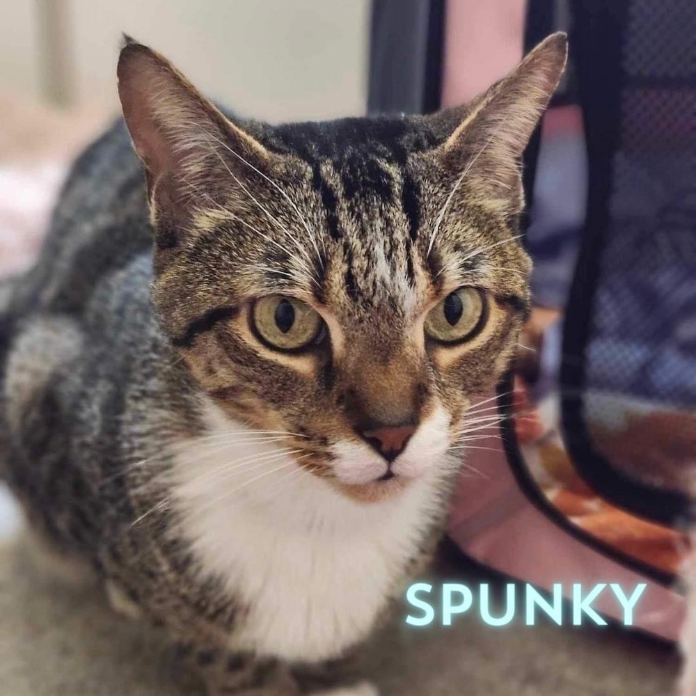 Spunky