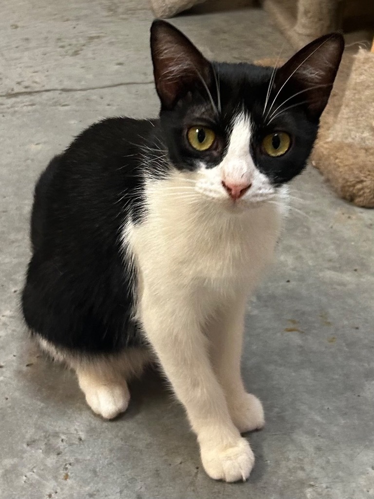 Maia, an adoptable American Shorthair in Fulton, TX, 78358 | Photo Image 3