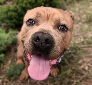 TANK, Young Male Mastiff