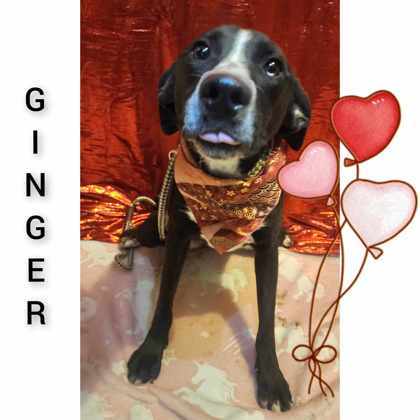 Ginger