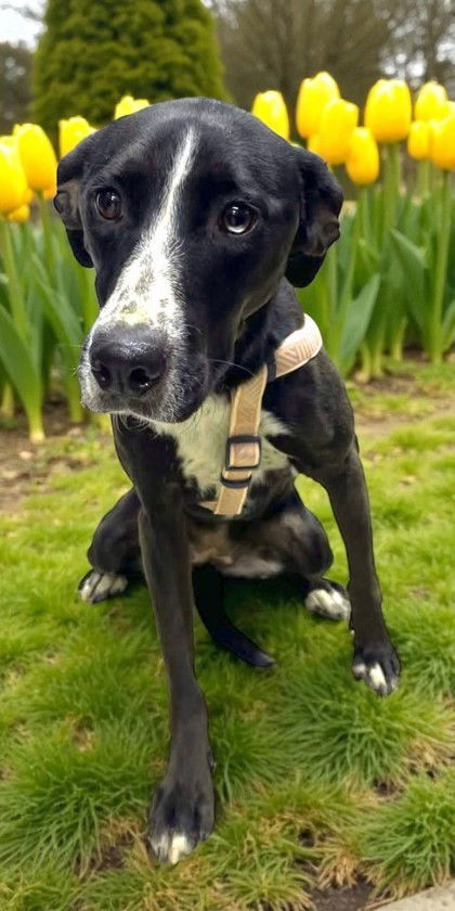 Ginger, an adoptable Mixed Breed in Sullivan, IN, 47882 | Photo Image 1