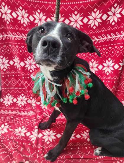 Ginger, an adoptable Mixed Breed in Sullivan, IN, 47882 | Photo Image 2