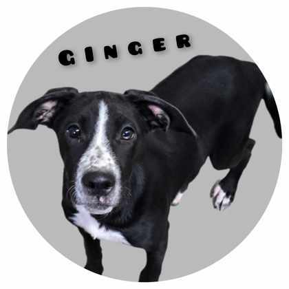 Ginger, an adoptable Mixed Breed in Sullivan, IN, 47882 | Photo Image 3