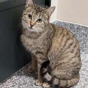 Cinca, Adult Female Domestic Short Hair