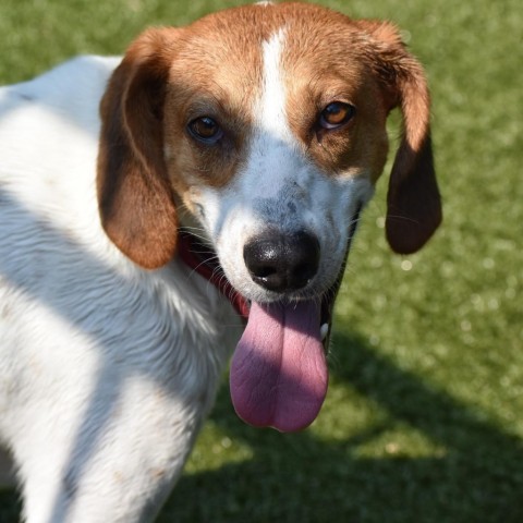 Material Girl, an adoptable Foxhound in Charlottesville, VA, 22901 | Photo Image 1