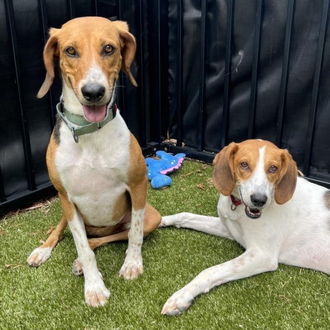 Material Girl, an adoptable Foxhound in Charlottesville, VA, 22901 | Photo Image 2