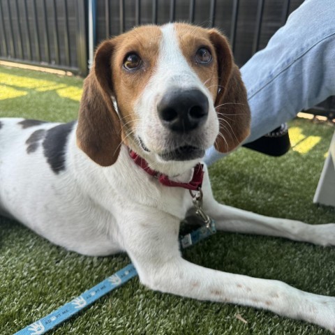 Material Girl, an adoptable Foxhound in Charlottesville, VA, 22901 | Photo Image 5