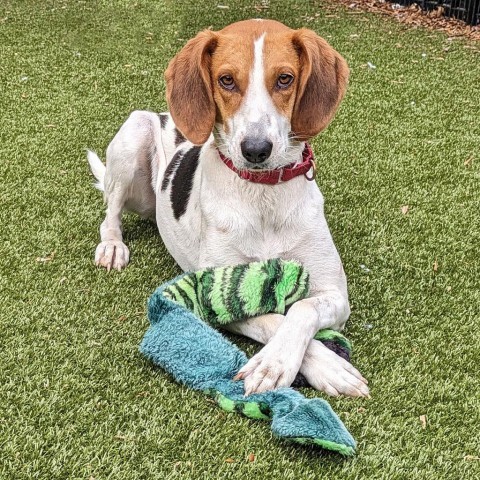 Material Girl, an adoptable Foxhound in Charlottesville, VA, 22901 | Photo Image 6